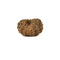 Fourteen Mukhi Java Rudraksha Bead