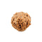 Seven Mukhi Rudraksha Dana