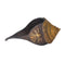 Shri Lakshmi Narayan Engraved Brass Conch for Puja Altar