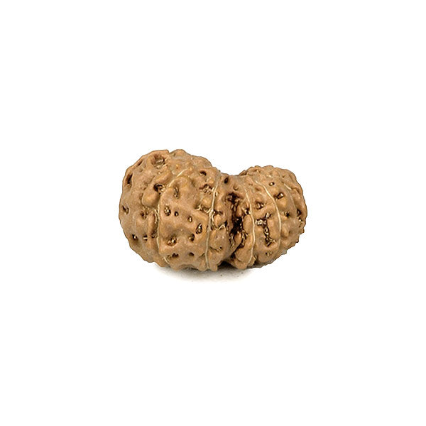 13 Faced Rudraksha Bead