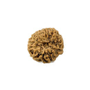 Ten Faced Natural Rudraksha Bead