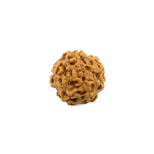 6 Mukhi Rudraksha From Java