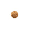 Six Mukhi (face) Rudraksha
