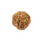 Rudraksha Seven Faced Bead