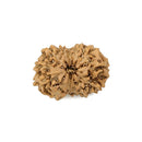 13 Mukhi Rudraksha from Indonesia