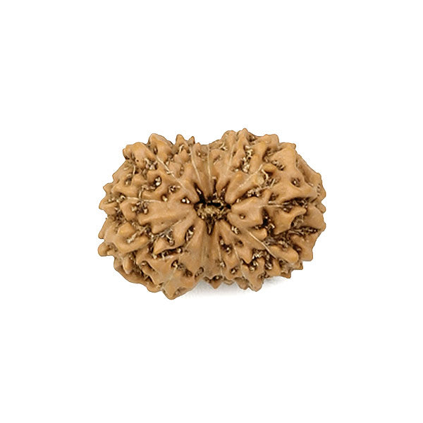 13 Mukhi Rudraksha from Indonesia