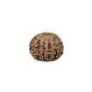 13 Faced Rudraksha Bead
