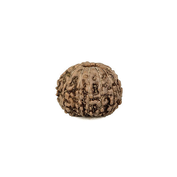13 Faced Rudraksha Bead