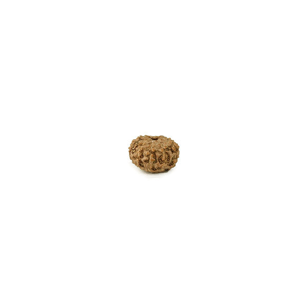 Ten Faced Rudraksha
