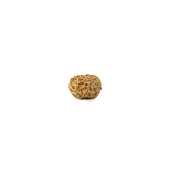 10 Mukhi Java Rudraksha Bead