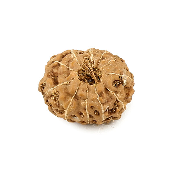 Eleven Mukhi Rudraksha Bead