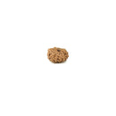 12 Mukhi Rudraksha from Indonesia