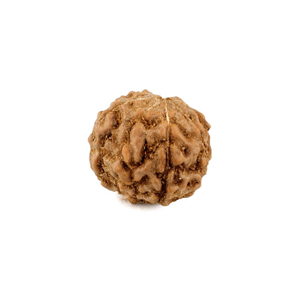 Rudraksha Bead 7 Mukhi