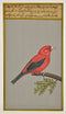 Beautiful Bird - Miniature Painting