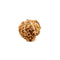 Seven Face Rudrakhsa - Java Indonesian Bead