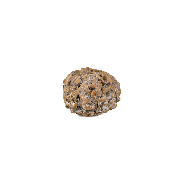 Eight Faced Rudraksha