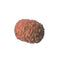 11 Mukhi Rudraksha (Java Bead)