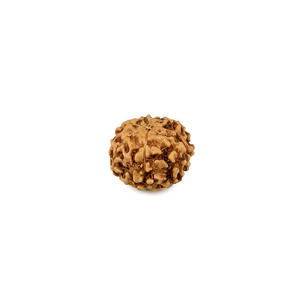 6 Mukhi Rudraksha