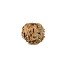 10 Faced Rudraksha