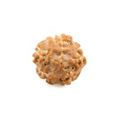 Java Rudraksha 7 Face Bead