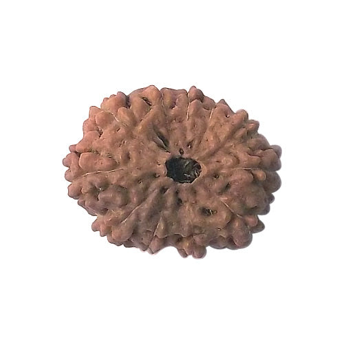 11 Mukhi Rudraksha Bead ofJava