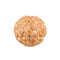 Seven Mukhi Rudraksha