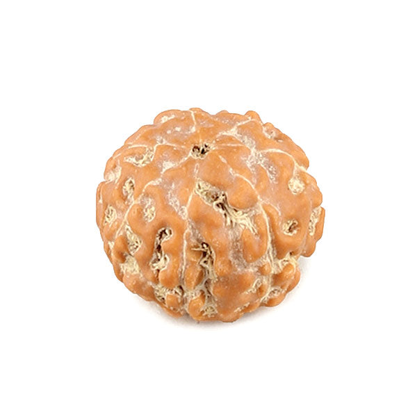 Seven Mukhi Rudraksha