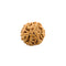 6 Face Rudraksha