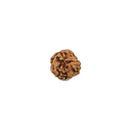 Indonesian 3 Mukhi Rudraksha Bead