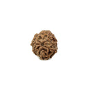 8 Mukhi Indonesian Rudraksha