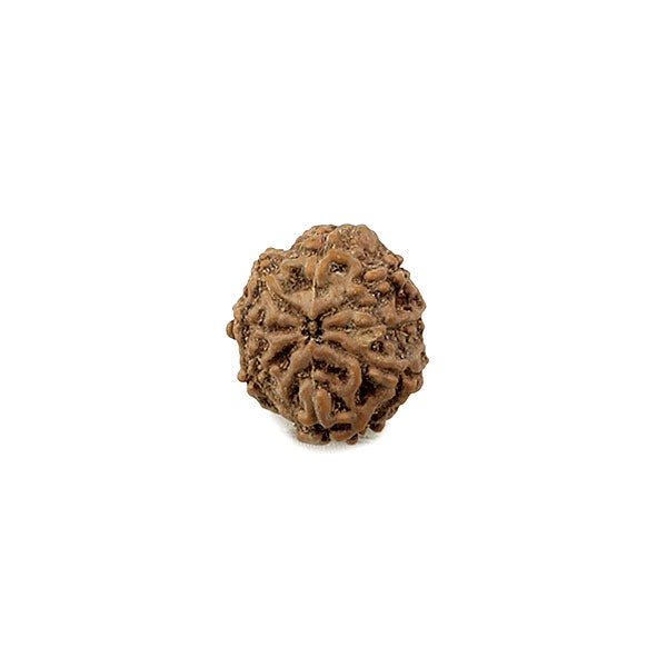 8 Mukhi Indonesian Rudraksha