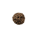 Rudraksha Bead 8 Faced