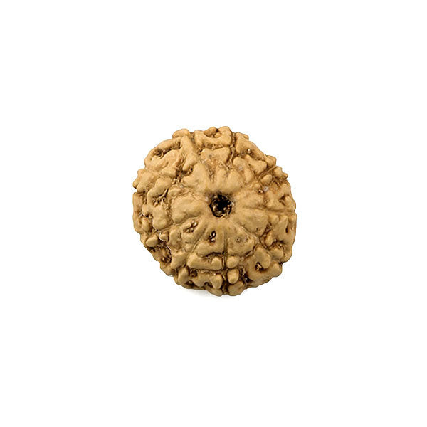 9 Mukhi Rudraksha Bead