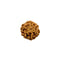 Rudraksha 6 Face Bead