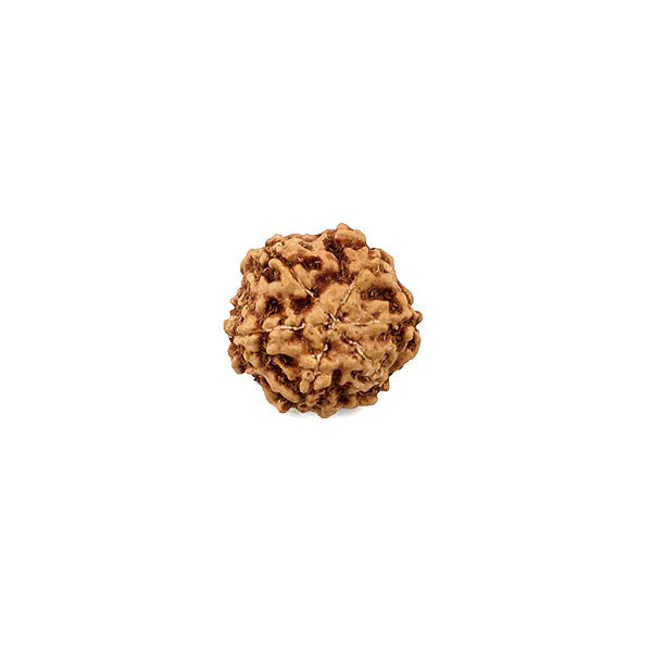 Rudraksha Six Face Bead