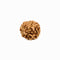 6 Mukhi Rudraksha from Indonesia