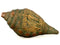 Vishwa Rupa Lord Krishna - Brass Conch