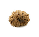 13 Faced Rudraksha