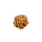 6 Mukhi Rudraksha - Indonesian Bead