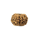 Ten Mukhi Rudraksha