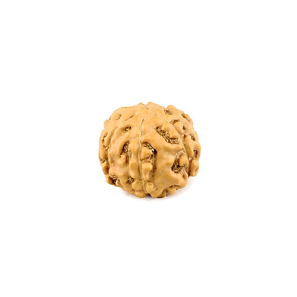 Rudraksha 6 Face