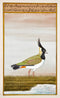 Exotic Bird Miniature Painting