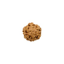 6 Faced (Mukhi) Rudraksha Bead