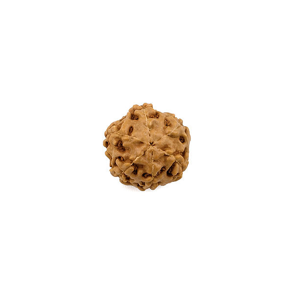 6 Faced (Mukhi) Rudraksha Bead