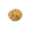 Eleven Mukhi Rudraksha Bead