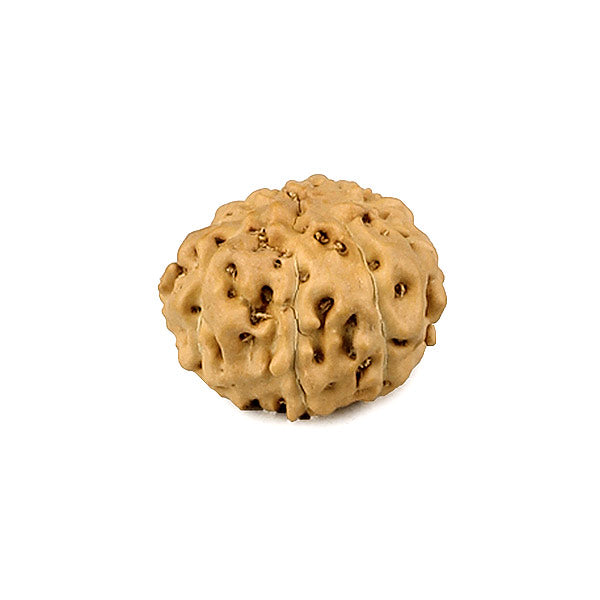 Eleven Mukhi Rudraksha Bead