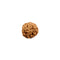 Rudraksha Six Face Bead