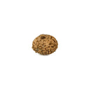 8 Mukhi Rudraksha Bead