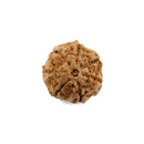 Rudraksha Seven Faced Bead