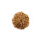 Rudraksha Seven Faced Bead